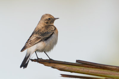 Pied Wheatear - Bonte tapuit