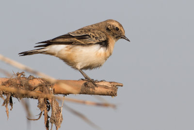 Pied Wheatear - Bonte tapuit