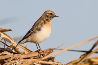 Pied Wheatear - Bonte tapuit