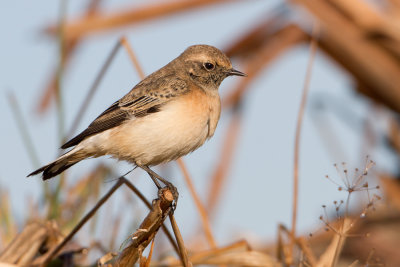 Pied Wheatear - Bonte tapuit