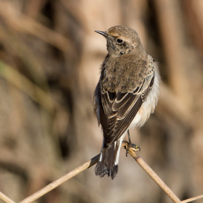 Pied Wheatear - Bonte tapuit