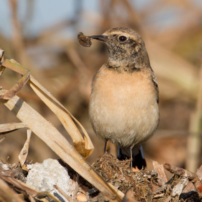 Pied Wheatear - Bonte tapuit