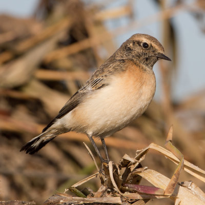 Pied Wheatear - Bonte tapuit