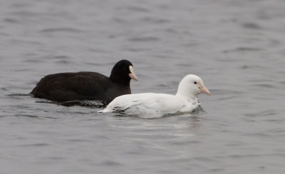 Common Coot - Meerkoet