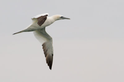 Northern Gannet - Jan-van-Gent