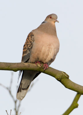 Oriental Turtle-dove - Oosterse Tortel
