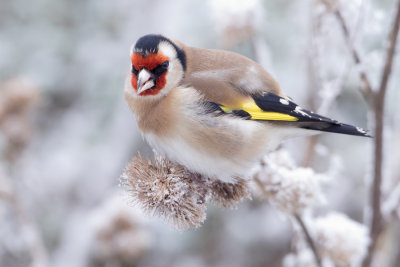 European Goldfinch - Putter