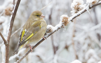 Greenfinch - Groenling