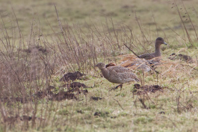 Little Bustard - Kleine trap