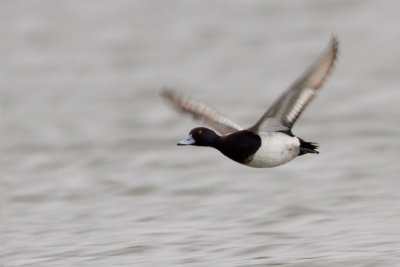Lesser Scaup - Kleine topper