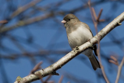 Dark-eyed Junco - Grijze Junco