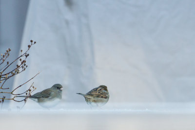 Dark-eyed Junco - Grijze Junco