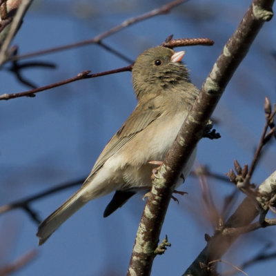 Dark-eyed Junco - Grijze Junco