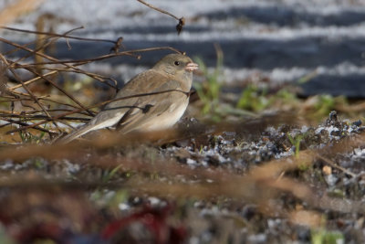 Dark-eyed Junco - Grijze Junco