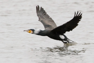Great Cormorant - Aalscholver