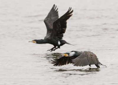 Great Cormorant - Aalscholver
