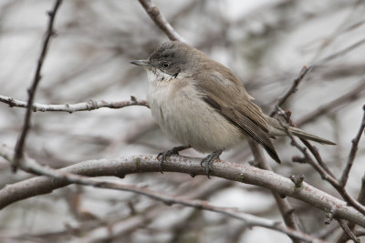 Sylvia althaea blythi - Siberische Braamsluiper