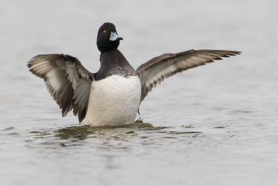 Tufted Duck - Kuifeend