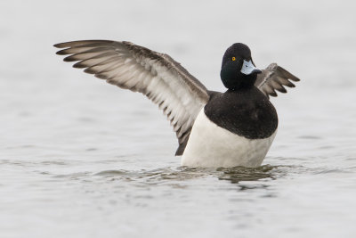 Tufted Duck - Kuifeend