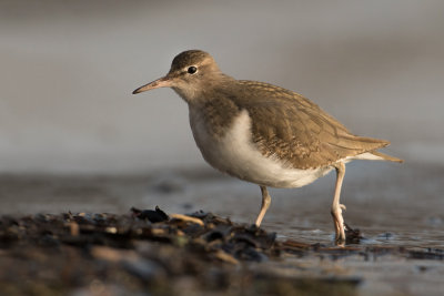 Spotted Sandpiper - Amerikaanse Oeverloper