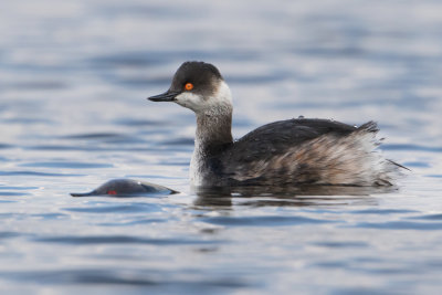 Black-necked Grebe - Geoorde Fuut