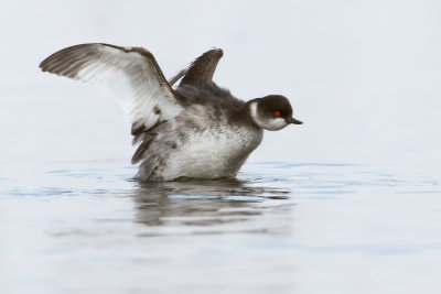 Black-necked Grebe - Geoorde Fuut