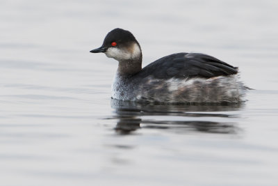 Black-necked Grebe - Geoorde Fuut