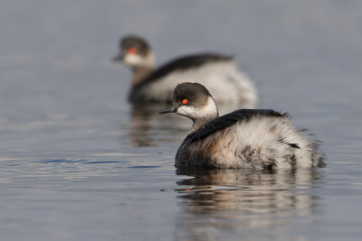 Black-necked Grebe - Geoorde Fuut