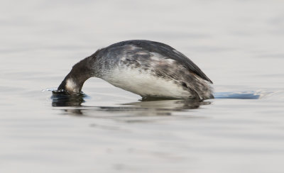 Black-necked Grebe - Geoorde Fuut