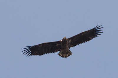 White-tailed Eagle - Zeearend