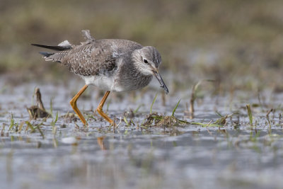 Lesser Yellowlegs - Kleine Geelpootruiter