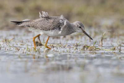 Lesser Yellowlegs - Kleine Geelpootruiter