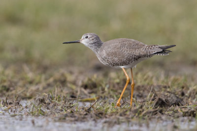 Lesser Yellowlegs - Kleine Geelpootruiter