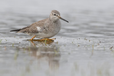 Lesser Yellowlegs - Kleine Geelpootruiter