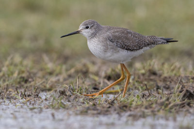 Lesser Yellowlegs - Kleine Geelpootruiter