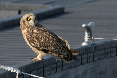 Short-eared Owl - Velduil