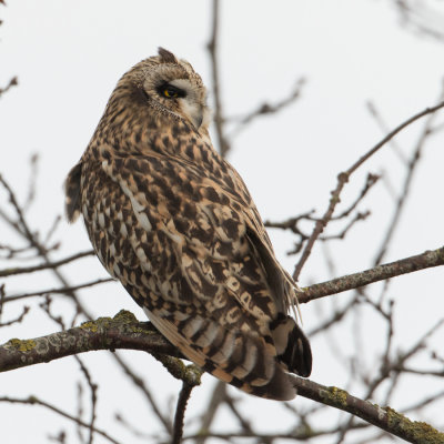 Short-eared Owl - Velduil