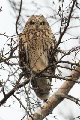 Short-eared Owl - Velduil