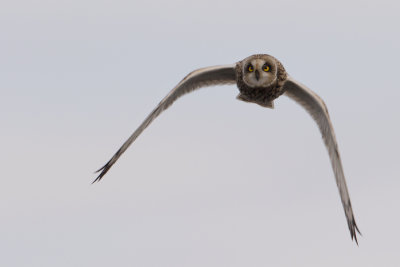 Short-eared Owl - Velduil