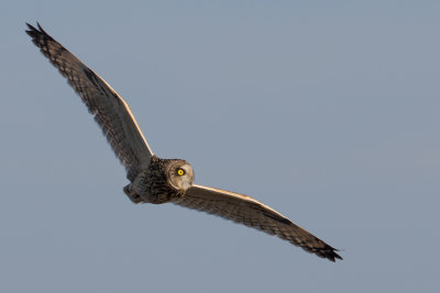 Short-eared Owl - Velduil
