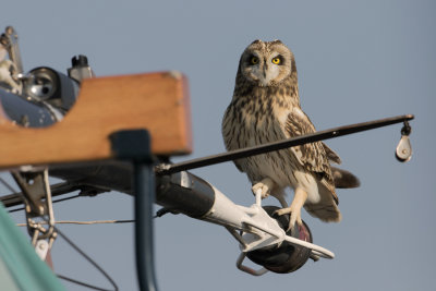 Short-eared Owl - Velduil