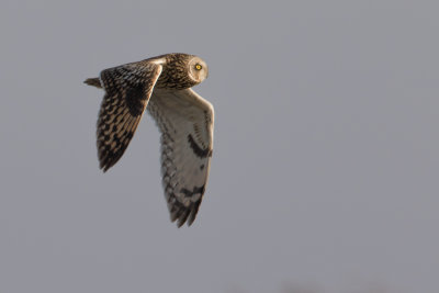 Short-eared Owl - Velduil