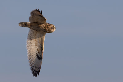 Short-eared Owl - Velduil