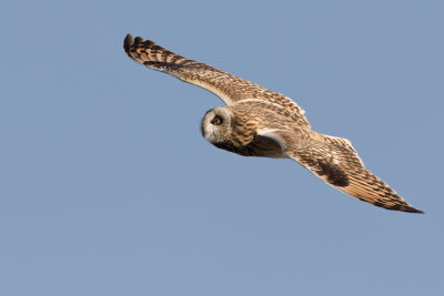 Short-eared Owl - Velduil