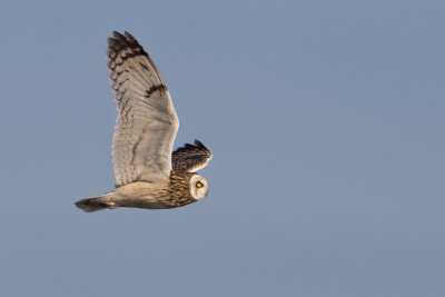 Short-eared Owl - Velduil