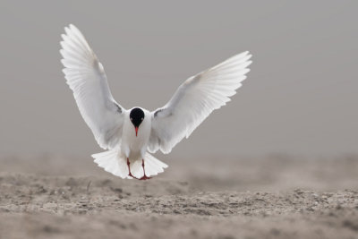 Mediterranean Gull - Zwartkopmeeuw