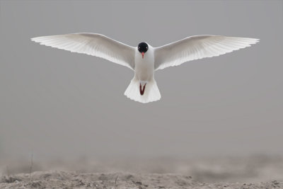 Mediterranean Gull - Zwartkopmeeuw