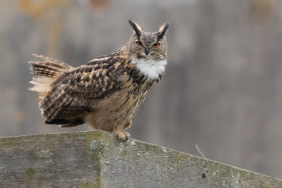 Eurasian Eagle-owl - Oehoe