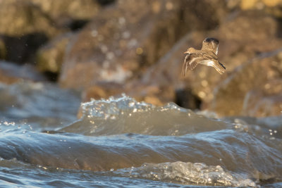 Spotted Sandpiper - Amerikaanse Oeverloper