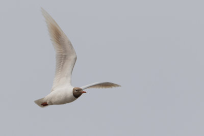 Black-headed Gull - Kokmeeuw